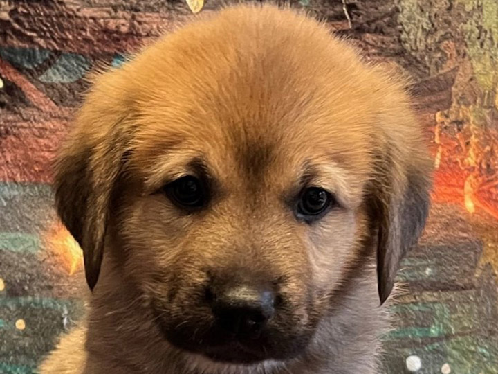chinook puppy